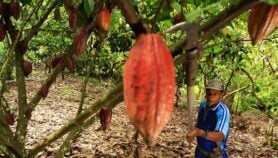 Hand pollination helps cocoa farmers offset climate harm