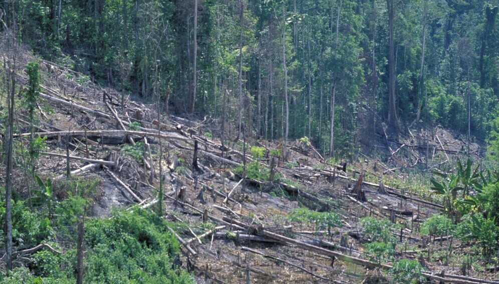 Quality tree seeds to restore Asia’s lost forests are not being produced fast enough, say researchers.