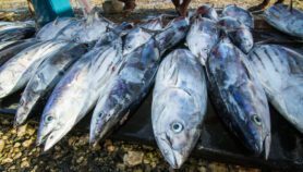 Pacific islands losing tuna stocks to ocean warming