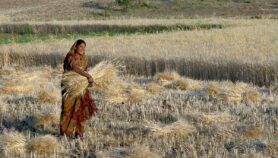 India wheat export ban stays despite G7 pressure