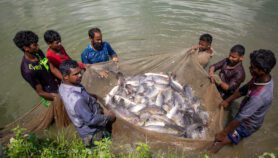 Bangladeshi fish farms ‘need climate data support’