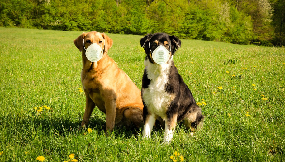 dogs wearing masks