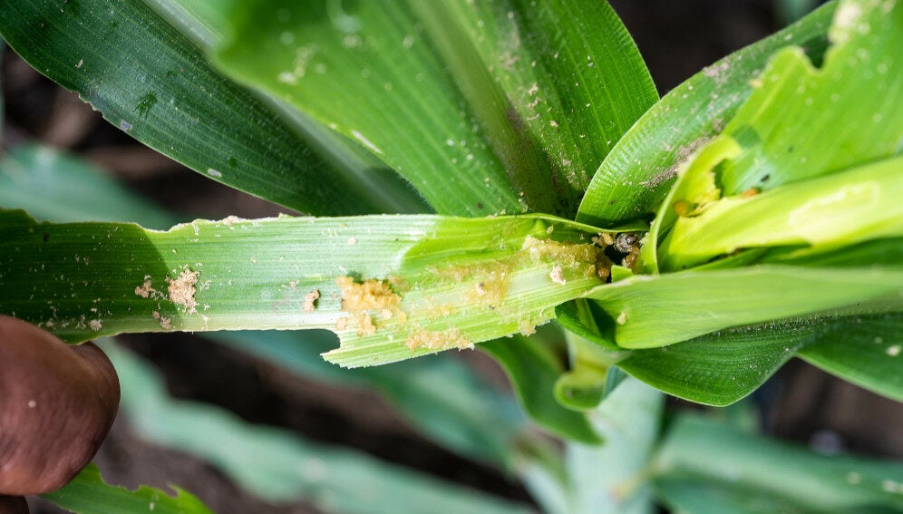 fall armyworm damage