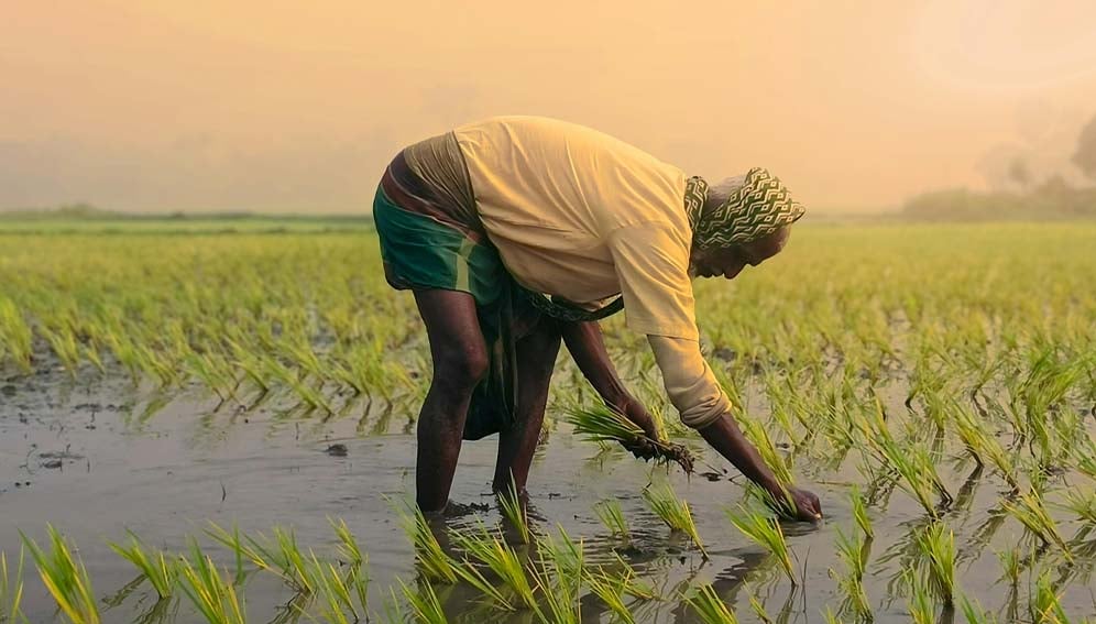 Satellite imagery and remote-sensing technologies are helping farmers in India build resilience against climate shocks and crop pests. Copyright: ClickOn By Ayaaz (Pexels)