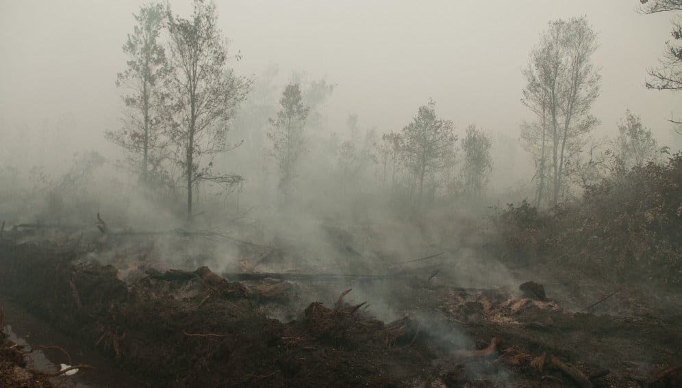 Thick smoke from peat fires. Outside Palangka Raya, Central Kalimantan. Photo by Aulia Erlangga/CIFOR