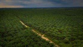 Tree islands ‘restore biodiversity’ in oil palm farms