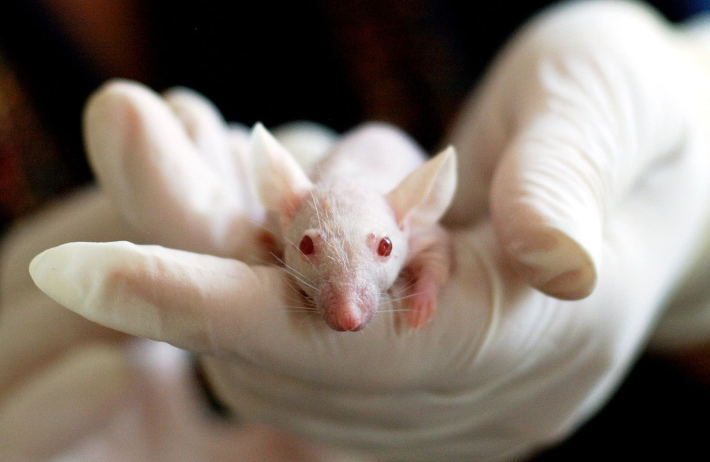 New testing methods can spare laboratory animals - Asia & Pacific