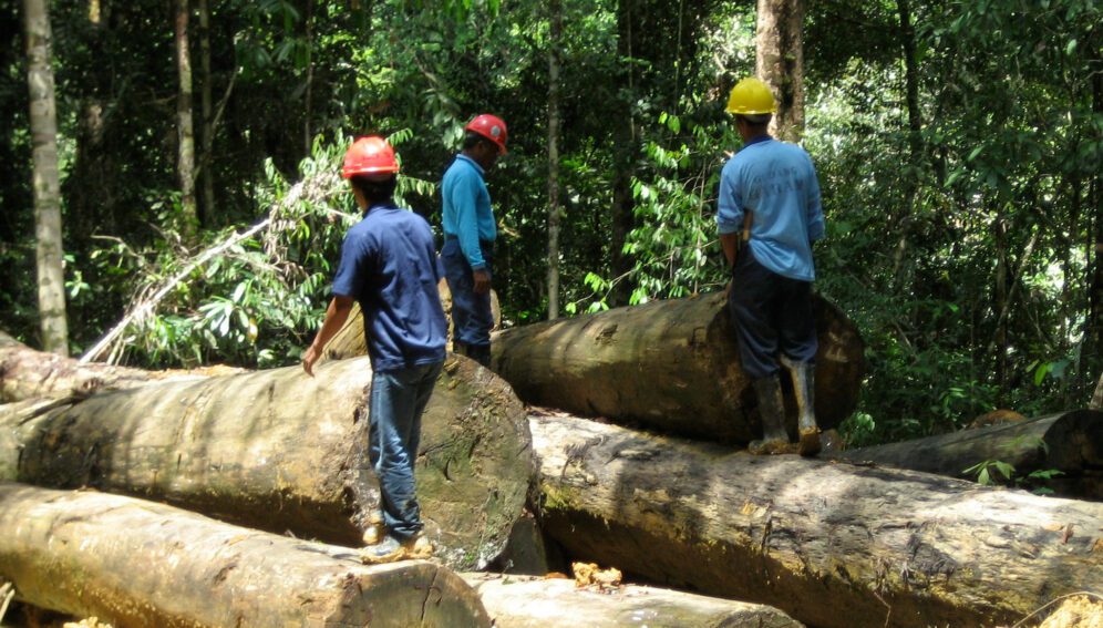 logging in Indonesia