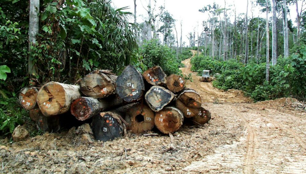 logs in Indonesia