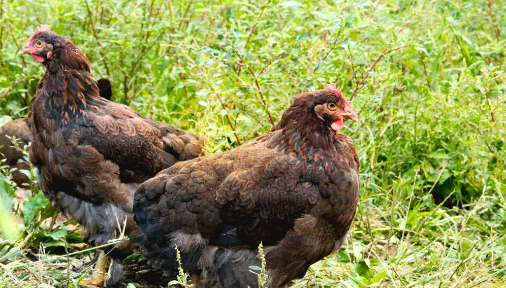 A group of barnyard chickens. Experts say controlling chickens entering the market and vaccinating them requires multipronged interventions.