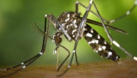 Obese children with dengue ‘more likely hospitalised’