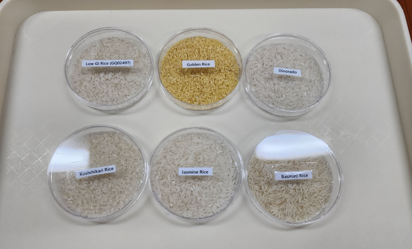 Rice varieties being tested at the International Rice Research Institute to find out their glycemic index, which indicates the affect they could have on blood sugar levels. Picture courtesy of SciDev.Net.