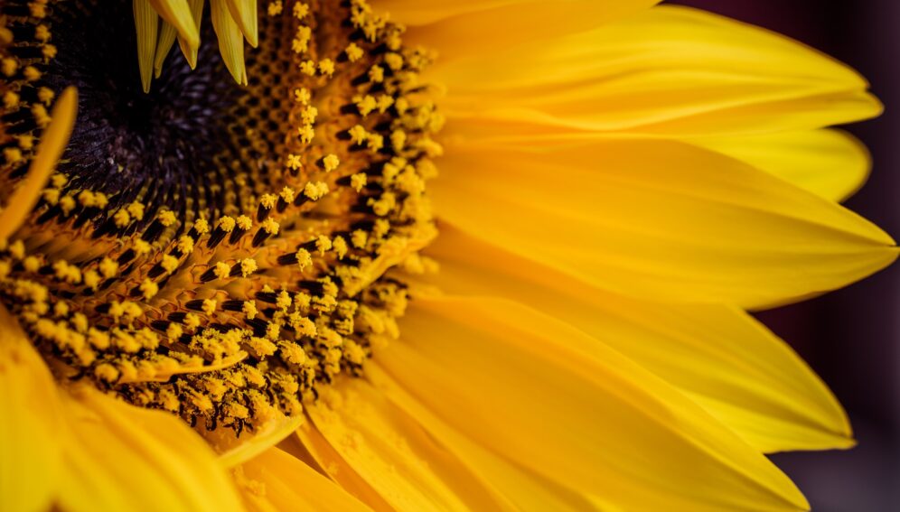 sunflower-4415802_1920