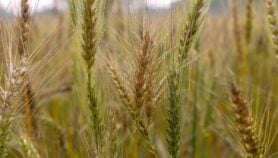 Scientists develop wheat types to resist heat, drought