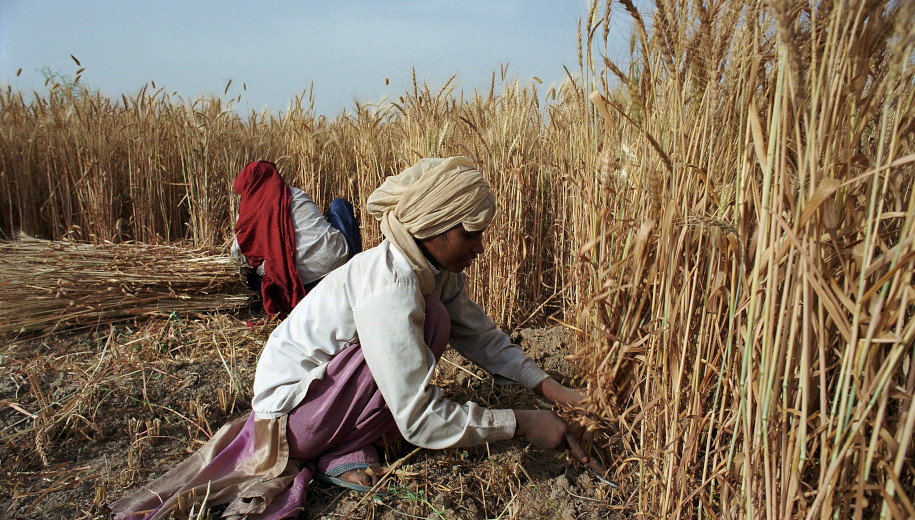wheat harvest in India