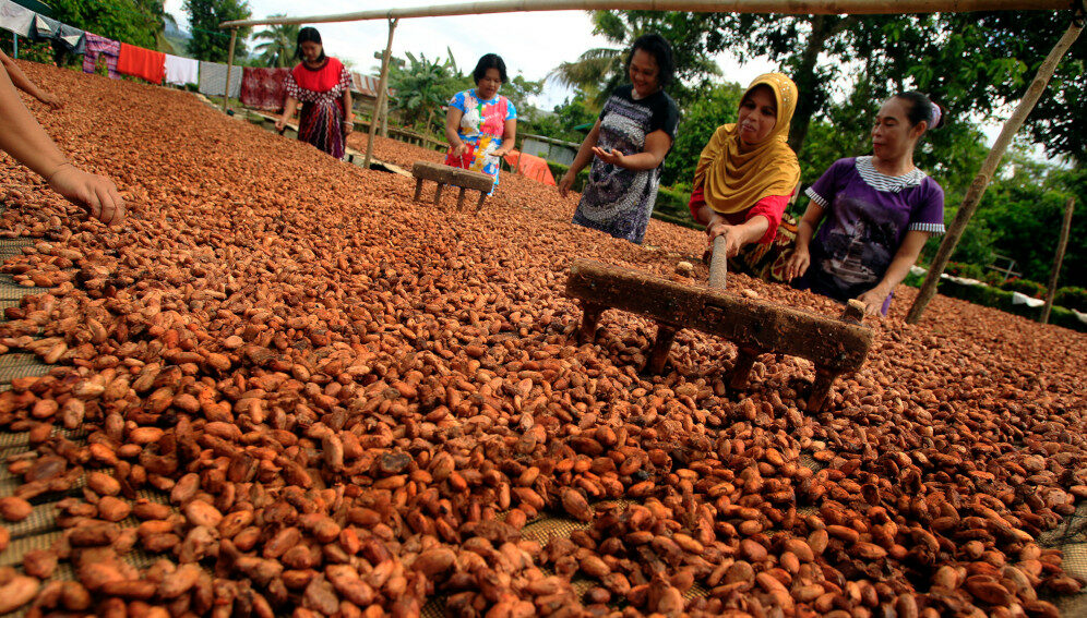 women cacao farmers-main