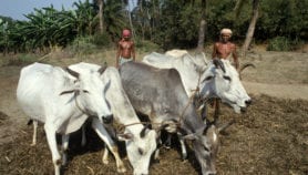 Software helps cut Indian cows’ methane emissions