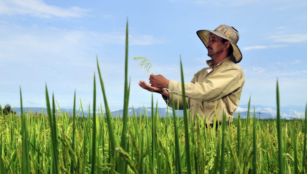 Farmer in biofortified rice field