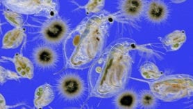 Plankton beats insecticides at mosquito control