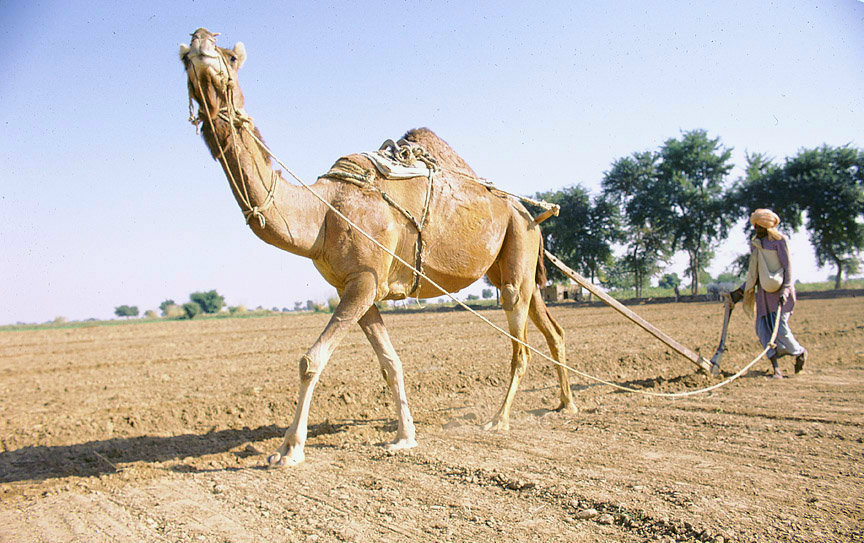 Camel Ploughing_Flickr_Ray Witlin_World Bank.jpg