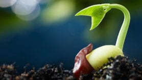 ‘Open-source’ seed released to nurture patent-free food