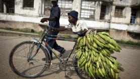 Race is on to save banana from fungus wilt