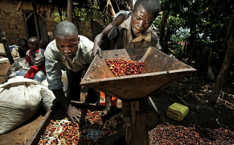 Fairtrade Coffee_Tim Dirven_Panos
