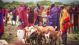 Emerging diseases threaten Maasai and their herds