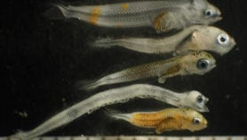 Fish larvae lose their way to safety in acidified oceans