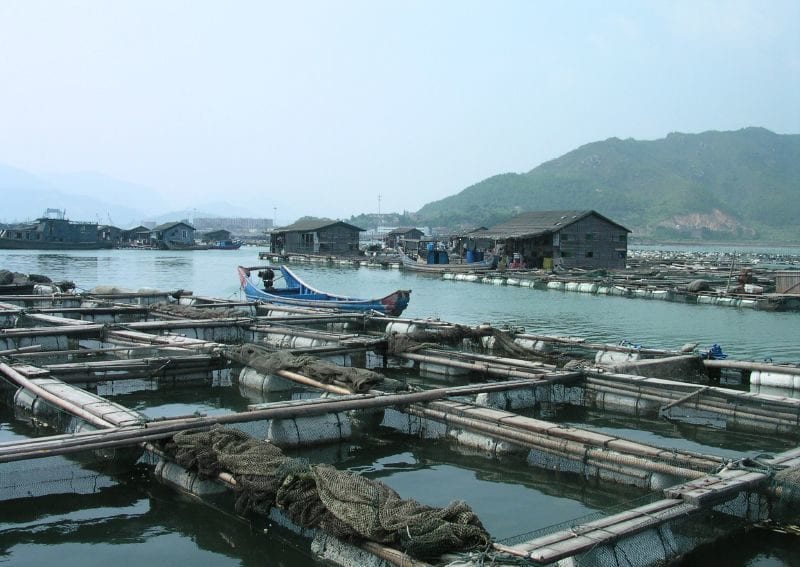 Aquaculture_in_Lo-nguong_WikimediaCommons_800x600