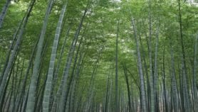 China promises boost to African bamboo expertise
