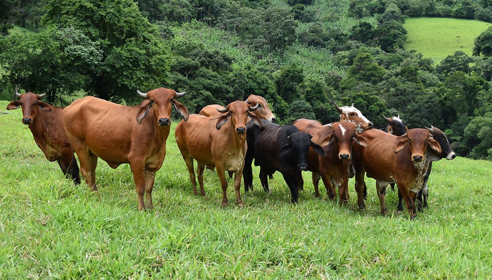 Brazil cattle - Main