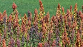 Bolivian researchers sound alarm over quinoa farming