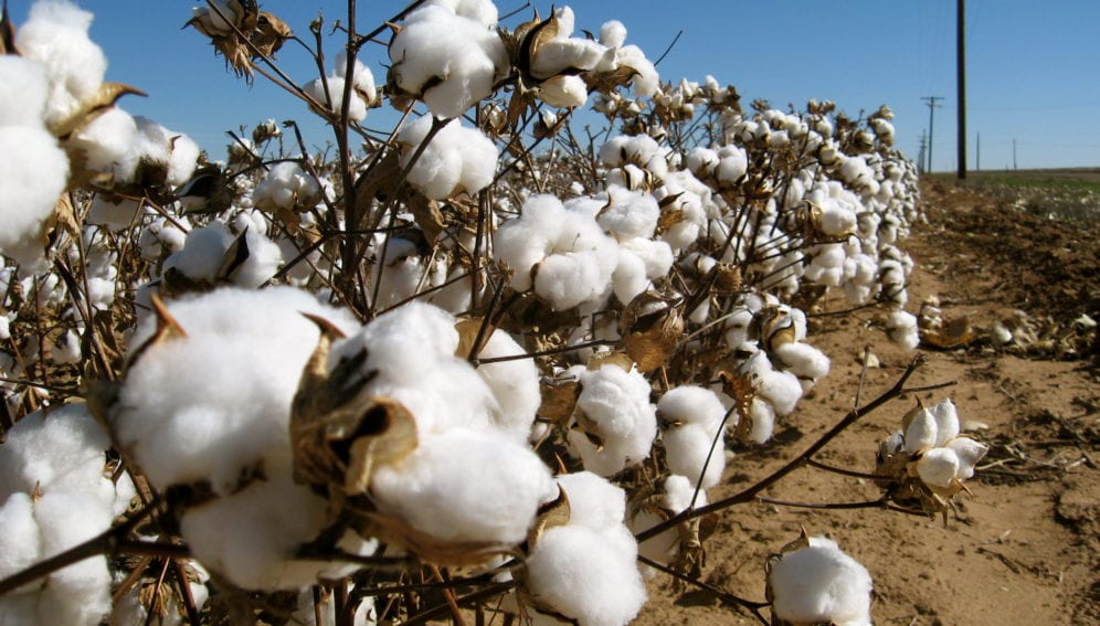 Cotton_field_USA_WikimediaCommons_3072x2304