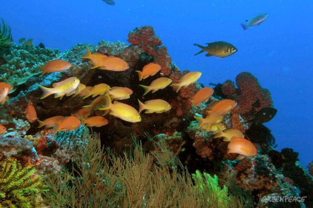 Fish_Coral_Greenpeace_Daniel_M_Ocampo
