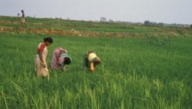 India to improve nutrition with biofortified crops