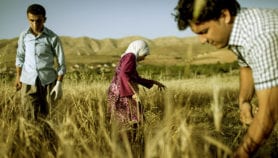 Wheat and barley shortage devastates Iraq