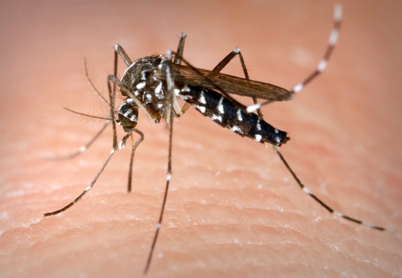 Female Aedes mosquito