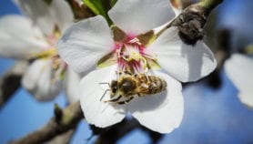 Act fast to halt the decline of insect numbers
