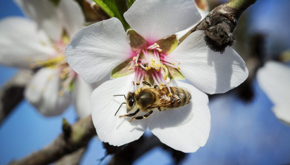 A bee on an almond flower