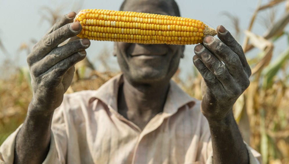 A man proudly shows a cob of maize from the latest harvest