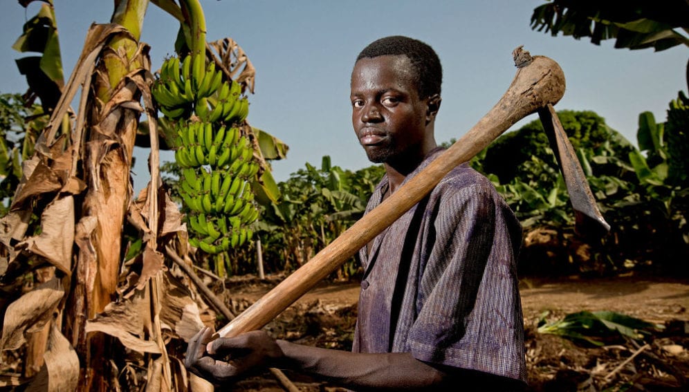 A man with a hoe stands in a banana plantation