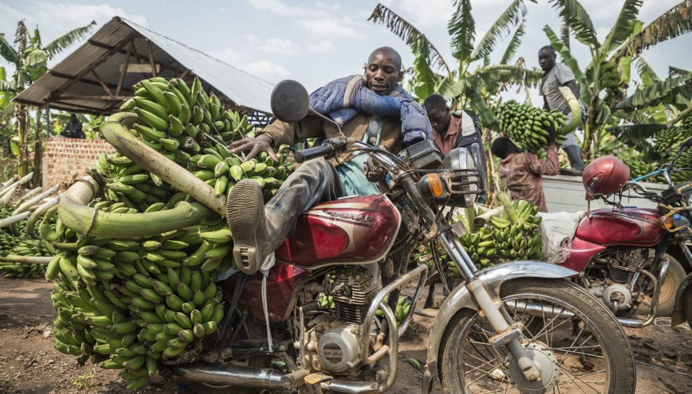 A motorcyclist his vehicle loaded with hands of matoke