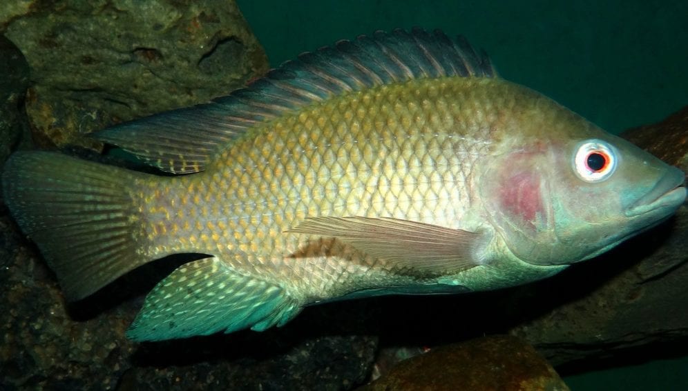 A Nile tilapia photographed at the Snake Park in central Nairobi.