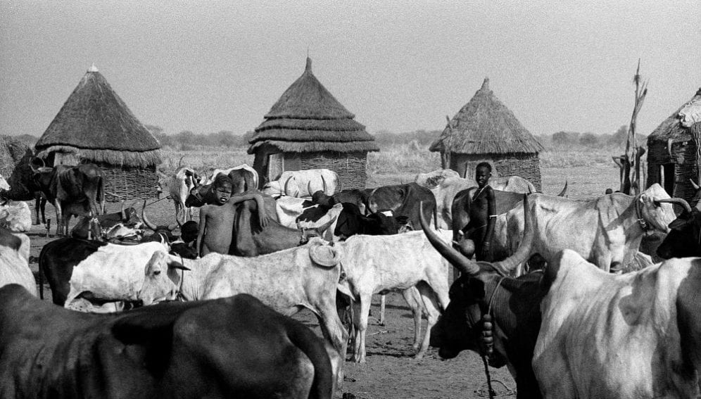 A Nuer cattle camp on the banks of the Baro River.