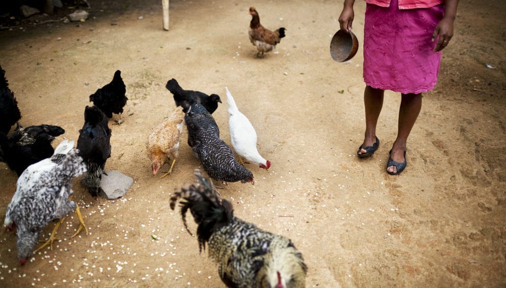 A woman feeds grains to poultry in her backyard