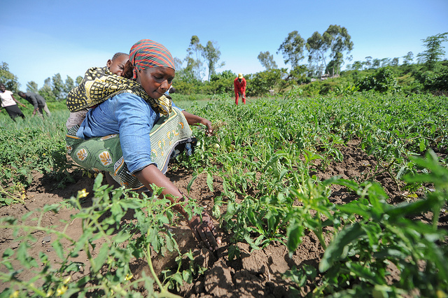 African farmer_Flickr_K. Trautmann_ CGIAR Climate