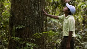 Experts question slowing Amazon deforestation trend