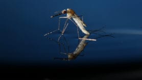 Scientists slip infertility gene into malaria mosquito
