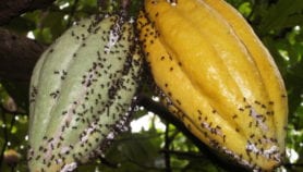 Pest ants help to improve Indonesian cocoa yields